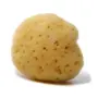 Fine Silk Mediterranean sponge