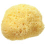 Hard Head Sponge Hydrea London