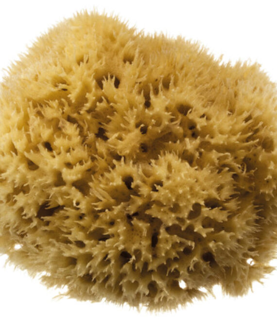 Bahamas Grass Sea Sponge