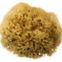 Bahamas Grass Sea Sponge
