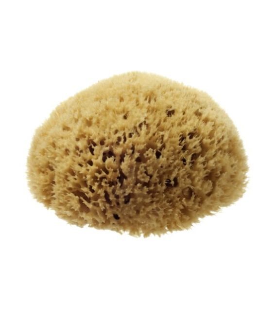 NATURAL HONEYCOMB SEA SPONGE  4-4.5″